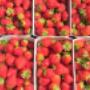 Erdbeeren