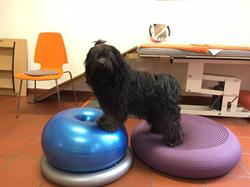 Dog in Motion