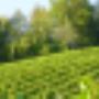 Wein & Obsthaus Wegmann