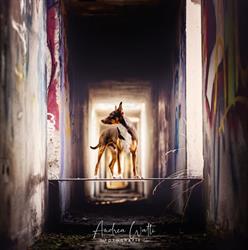 Hundeschule Tannenhof