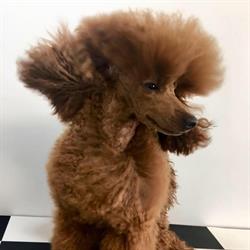 Hundesalon Sparky