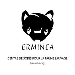 Erminea
