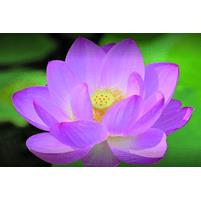 TCM Praxis für Chinesische Medizin & Qi Gong