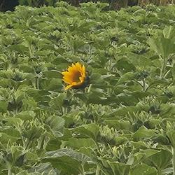 Steinmann Floristik Blumengeschäft