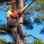 Baum_Faellen_Basel