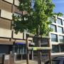 Baumpflege_Basel