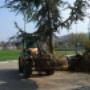 Baum Faellen Basel