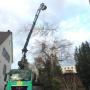 Baum Faellen Basel