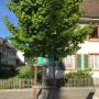 Baumpflanzung basel