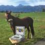 EAVET® Equin-Scanningsystem