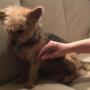 Energetische Tiertherapie