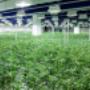 CBD Market