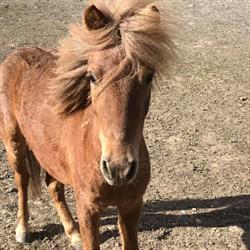 Ponyhof Frümsen