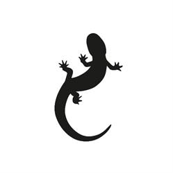 Salamander Verlag
