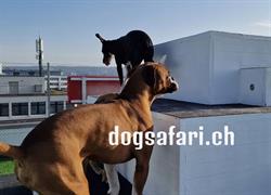 dogsafari.ch