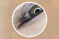 Augen Permanent Make Up