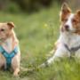 Bei Tier im Mittelpunkt finden Sie hochwertigen Hundebedarf – von gesundem Hundefutter über Snacks bis zu Ergänzungsfutter und natürlichen Zusätzen. Für Vitalität, Lebensfreude und ein langes, gesundes Hundeleben.