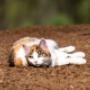 Entdecken Sie hochwertigen Katzenbedarf bei Tier im Mittelpunkt – von gesundem Katzenfutter über Snacks bis hin zu Ergänzungsfutter. Für Vitalität, Wohlbefinden und eine artgerechte Ernährung Ihrer Katze.