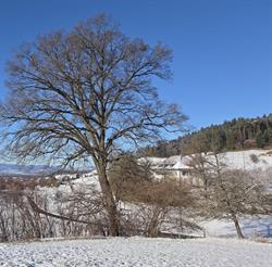 Auszeit-im-Wyssbach