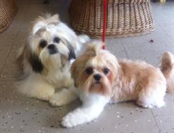 Hundesalon Badhof Abtwil SG