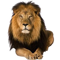 El Leon-med.Massage Praxis