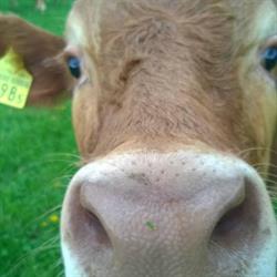 Wyden-Beef