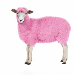 the pink sheep GmbH