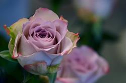 Blumen Blättler