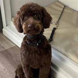 Hundesalon Pipistrello