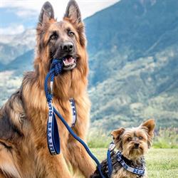Mit Herz und Hund Hundeschule - Bernadette Müllner Schwery