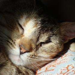 KALIMERA Swiss Help for Mykonos Animals