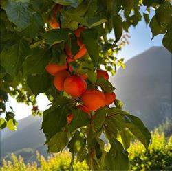 Fabrice Fruits Sàrl