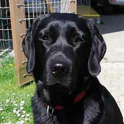 Hunde und Katzen Salon NaLa