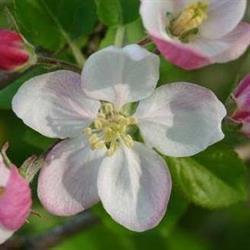 Kinésiologie et fleurs de Bach