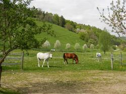 Pferdepension Weisse Trotte