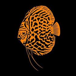 Poissons Passion, Pierre Laurent Rossi
