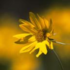 Kreativ-Flower-Power, Inhaberin Marlis Liechti