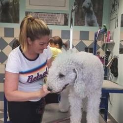 Groomer Zita Hundecoiffeur