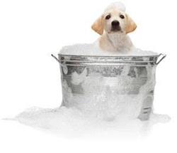 Salon de toilettage au Paradis du chien