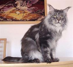 BROCELIANDE Maine Coon