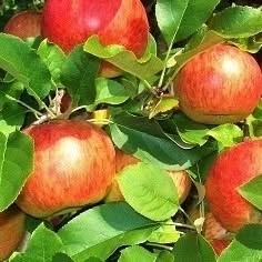 Stettler Obst