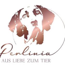 Perlinia Hundefotografie & Hundezubehör