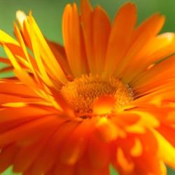 Gartenunterhalt & Pflege Karin Bühler