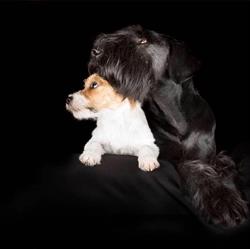 HDZ Hundezentrum