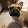 Pet's Planet Gruyère - NUTRI4PATTES - Conseils nutritionnels pour chiens