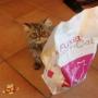 Pet's Planet Gruyère - NUTRI4PATTES - Fuxia pour chats