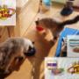 Pet's Planet Gruyère - NUTRI4PATTES - Alimentation saine pour chats