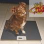 Pet's Planet Gruyère - NUTRI4PATTES - Conseils nutritionnels chiens
