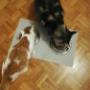 Pet's Planet Gruyère - NUTRI4PATTES - Alimentation équilibrée pour chats
