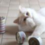 Pet's Planet Gruyère - NUTRI4PATTES - Alimentation saine pour les chats